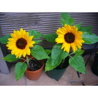 [1 LẠNG ] HẠT GIỐNG HOA HƯỚNG DƯƠNG LÙN NẢY MẦM TRÊN 90%