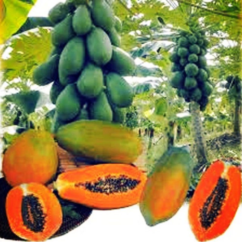 Cây đu đủ lùn - siêu quả, siêu ngọt