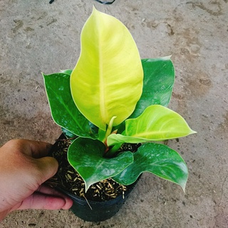 Combo 4 cây trầu bà đế vương ( đế vương nâu + đế vương vàng + đế vương đỏ + đế vương xanh )