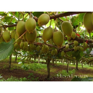 · CÂY KIWI. Cây Kiwi là loại cây thuộc dạng thân leo, cao khoảng