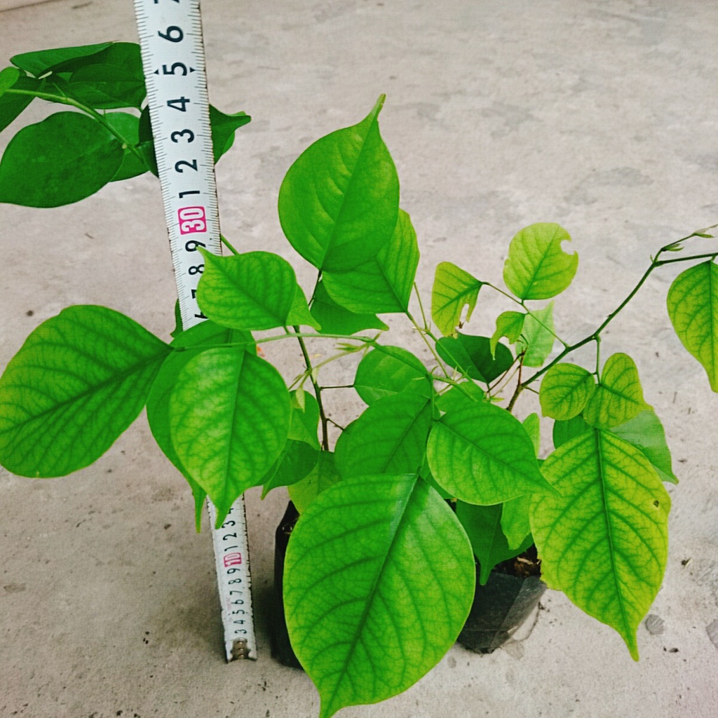 Cây Giáng Hương - cây công trình hoặc trồng sân vườn lấy bóng mát