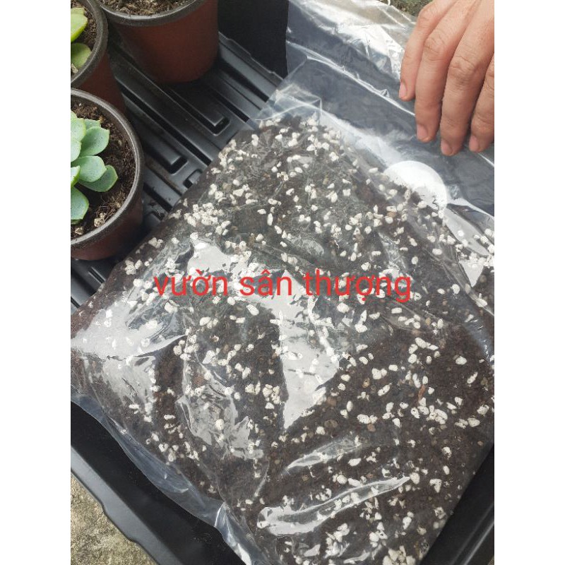 Đất Trồng Sen Đá, Xương Rông Nguyên Liệu Cao Cấp Tự Trộn Gói 200g