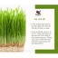Bột cỏ lúa mì hữu cơ 150g Dragon SuperFoods/Diet Food Organic WheatGrass Powder