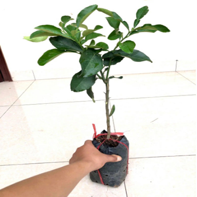 Cây bưởi da xanh ruột hồng - cây ăn quả