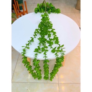 Bụi rủ lá leo decor 5 nhánh nhựa pvc bền đẹp( Cúc tần ấn độ, vảy ốc, thường xuân)-Cây lá giả
