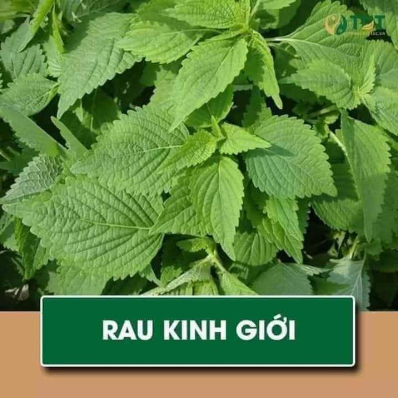 Hạt giống kinh giới 💖 NẢY MẦM CỰC ĐỈNH💖 chất lượng cao