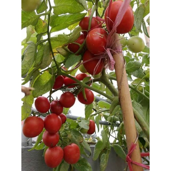 30 hạt giống cà chua cherry đỏ f1 nhập khẩu 💥💥 Chuổi Dài, quả mọng đỏ💥💥 ngon ngọt rất dễ trồng