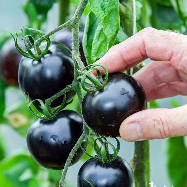Hạt giống cà chua đen Mỹ - Giống F1