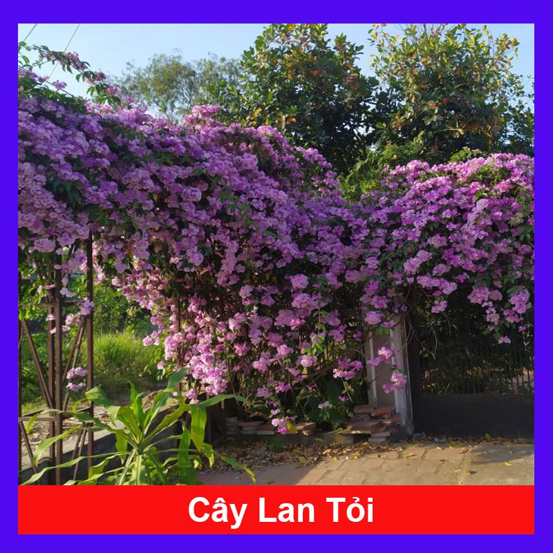 Cây lan tỏi đuổi rắn trồng hàng rào