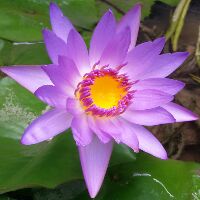 le_trang_nhung.tx