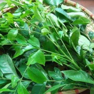 Cây giống mắc mật lấy lá cuốn thịt nướng, nướng vịt .