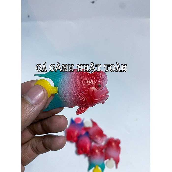 CÁ LA HÁN GIẢ TRUNG LÀM CÁ KÈ CHO LA HÁN (MÀU NGẪU NHIÊN)
