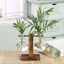 DELMER Chậu Hoa Bình Hoa Thủy Canh Cây Cưới Đảng Bình Thủy Tinh Terrarium Nhà Cây Cảnh Trang Trí