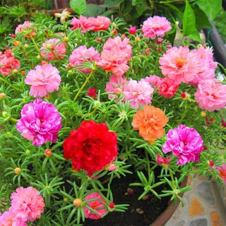🌟1000 HẠT GIỐNG HOA MƯỜI GIỜ KÉP NHIỀU MẦU🌟BÔNG TO CÁNH KÉP CỰC KỲ ĐẸP