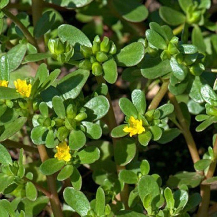 Hạt giống rau sam gói 0,2gram - STHG | Shopee Việt Nam