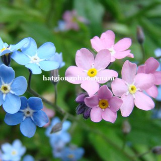 1 Gram - Hạt Giống Hoa Lưu Ly  - For Get Me Not Mix Phương Nam