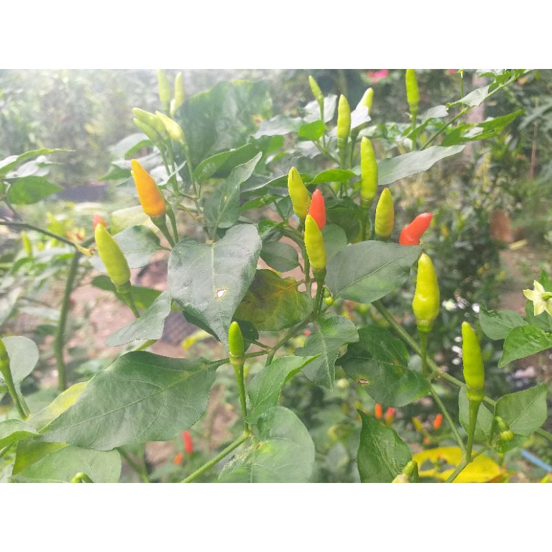 Hạt ớt giống hiểm xiêm thái(gói 1g)