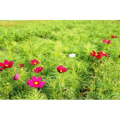 Bộ 2 gói hạt giống hoa sao nháy