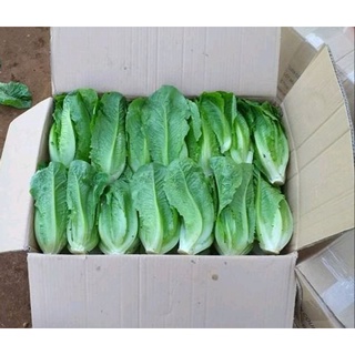 HẠT GIỐNG RAU XÀ LÁCH GIÒN Romaine GÓI 2GR HẠT