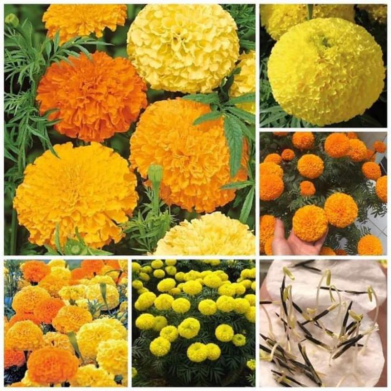100 Hạt hoa vạn thọ mỹ bông to💖 NẢY MẦM CỰC ĐỈNH 💖 chất lượng cao