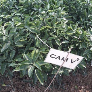 Cây cam Vinh quả to mọng nước rất sai quả, cây giống khoẻ mạnh dễ trồng(ảnh thật hình cuối) .