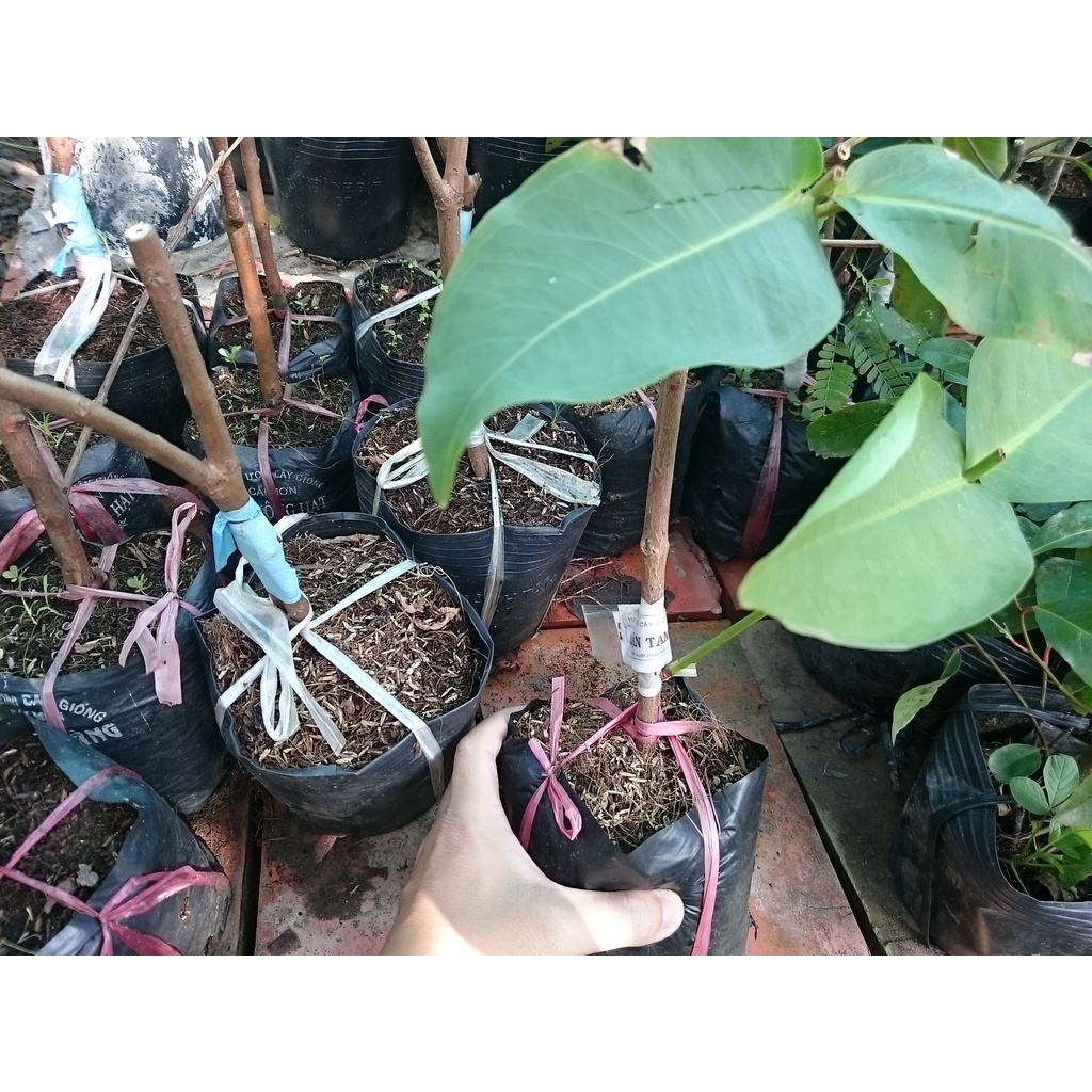 Cây Giống Mận Xanh Đường ( Mận Tam Hoa, Cây Roi Xanh ) Trái To năng suất cao - cây ăn quả