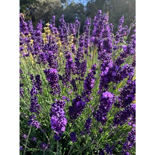 🌹HẠT GIỐNG HOA OẢI HƯƠNG🌹 HOA LAVENDER