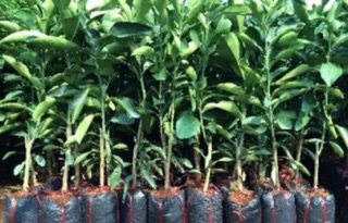 cây giống nho ninh thuận cây thân to gốc khỏe 6-12 ra trái cây leo dàn
