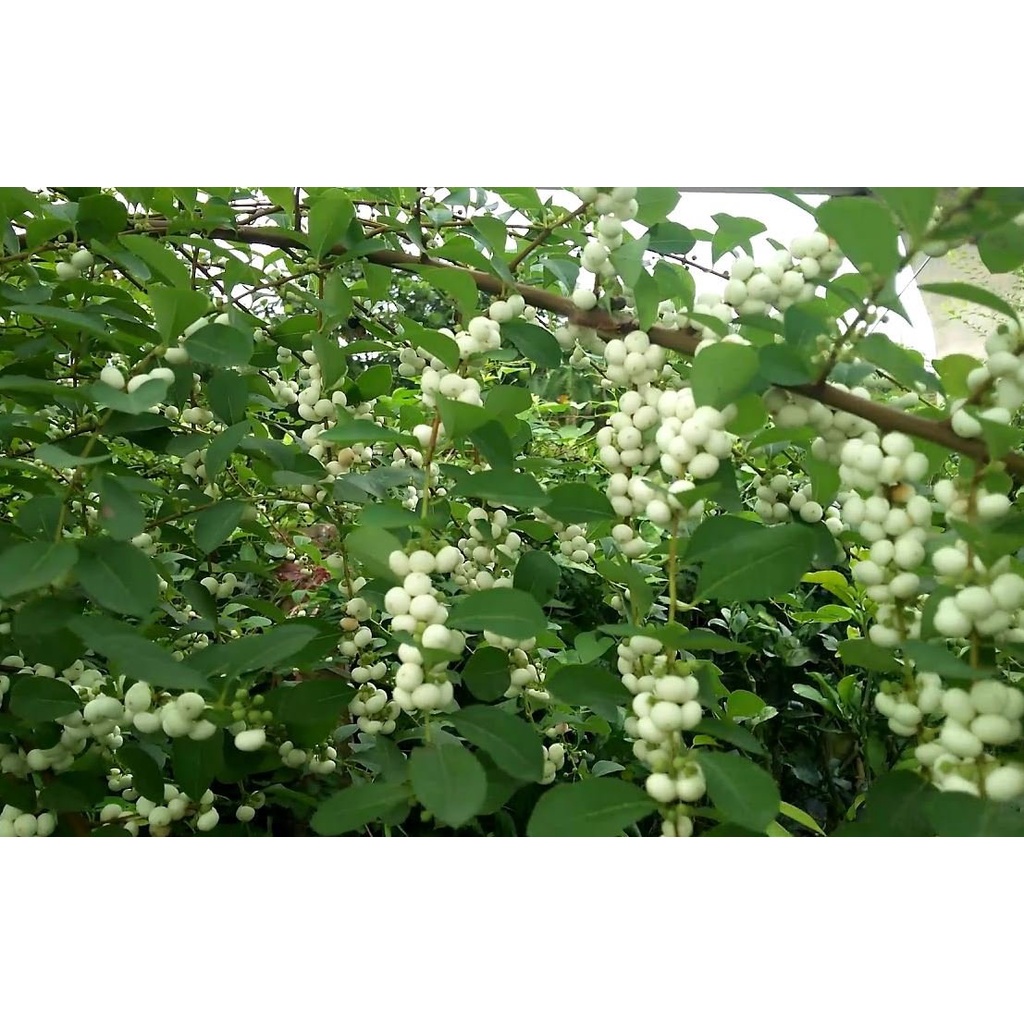 Cây cơm nguội JINDO 1 kg tác dụng hỗ trợ cho da, g_an, x_ương khớp