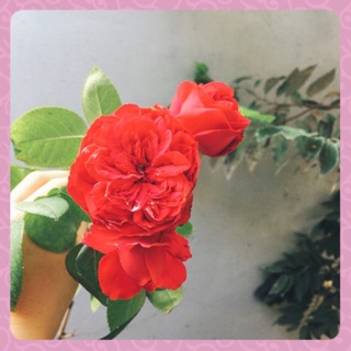 phamngoc_dung