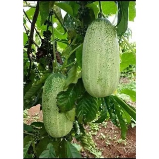 Hạt giống dưa chuột mèo sinh trưởng khỏe chống chịu sâu bệnh tỉ lệ nảy mầm 90%