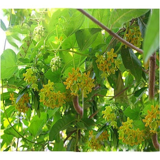 Cây Giống Hoa Thiên Lý Leo Giàn .
