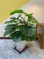 Cây lá rùa mẫu 60cm - 18 nhánh lá - cây giả trang trí