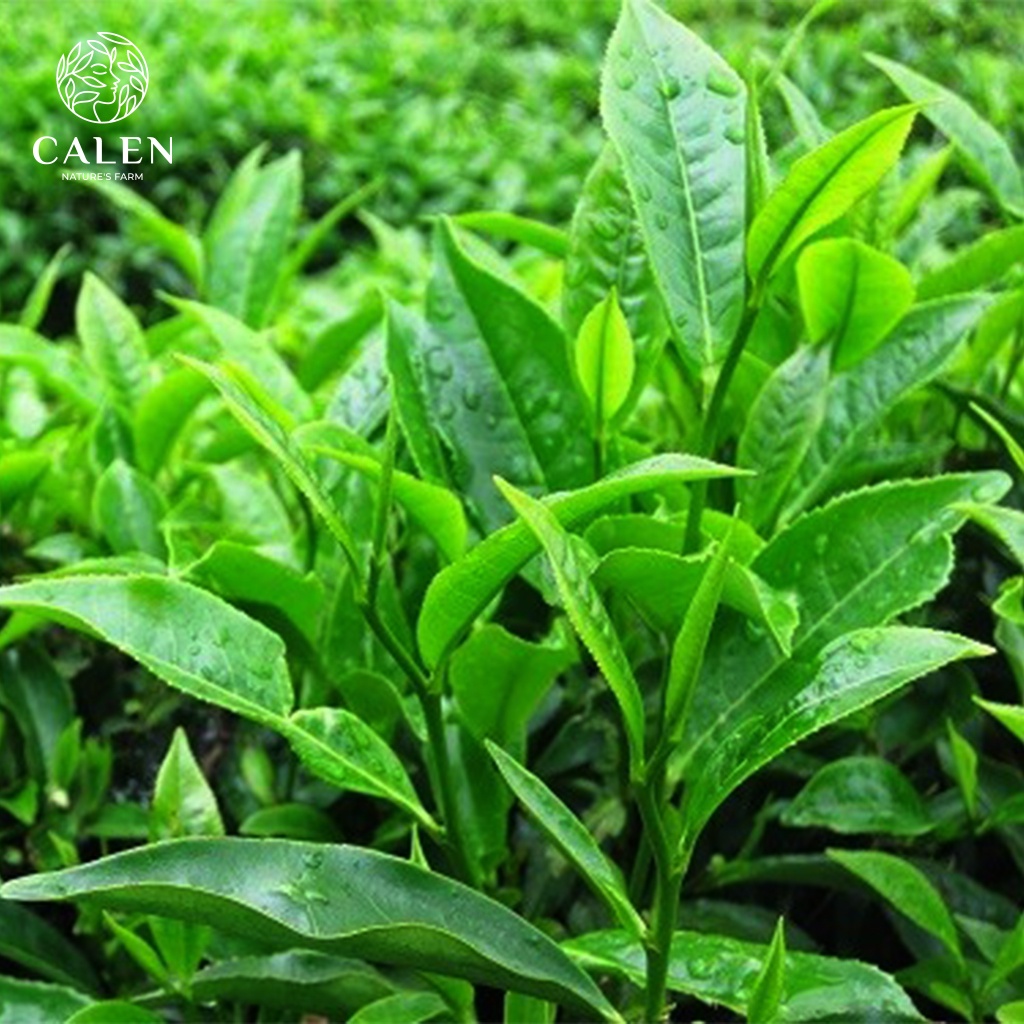 Bột trà xanh hữu cơ,mặt nạ trà xanh CALEN đắp mặt nguyên chất 100% giúp tẩy da chết dưỡng trắng da