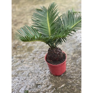 Chậu nhựa cứng Thiên Tuế Mini Để Bàn, Trang Trí Văn Phòng |Vườn Như Ngọc| - Đã bật hoả tốc