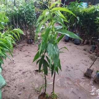 Cây đào tiên Nhật Bản ( đào ăn quả) 1 năm ra quả .