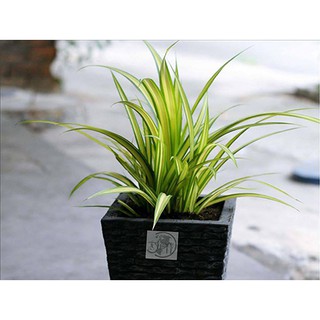 Cây Dứa Đại Phát - Dứa Sọc Vàng