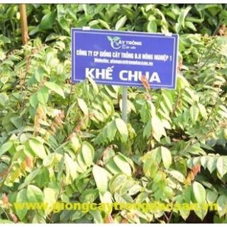 Cây giống khế ngọt và khế chua siêu quả cây khỏe mạnh dễ trồng .