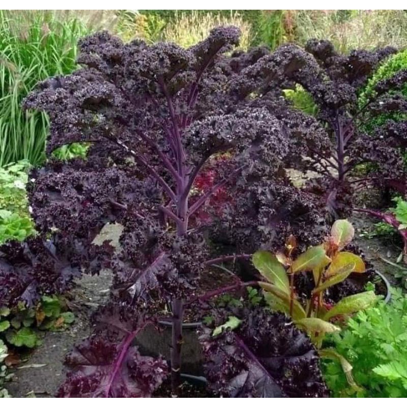Hạt Giống Cải Kale Màu Tím f1 Mỹ💥SALE LỚN💥 nảy mầm cực đỉnh