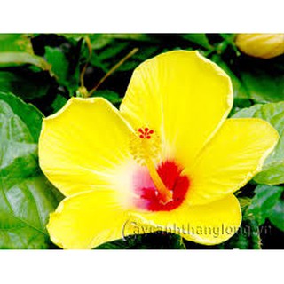 Cây Hoa Dâm Bụt Vàng - Cây cảnh sân vườn