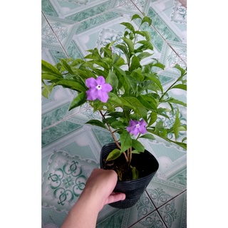 Combo 4 cây hoa lài ( cây lài trà + lài tiểu thư + lài nhật + lài tây )