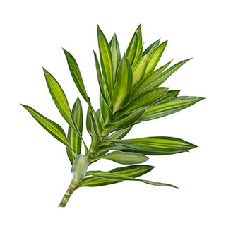 trúc bách hợp