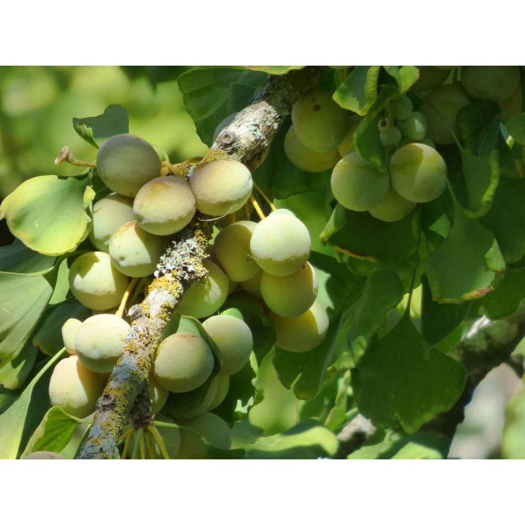 Bạch quả thượng hạng JINDO 1kg hỗ trợ cho người bị di tinh, hen phế quản, bạch đới