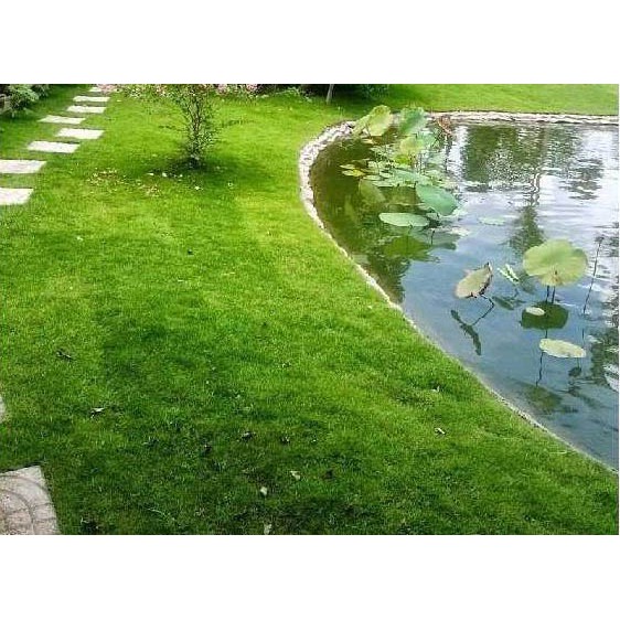 100gam hạt giống cỏ thảm trang trí sân vườn cực dễ trồng