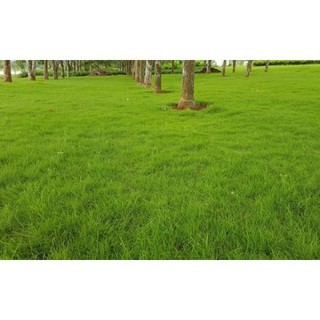 100gam hạt giống cỏ thảm trang trí sân vườn cực dễ trồng