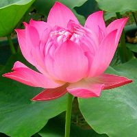 luongnguyen67