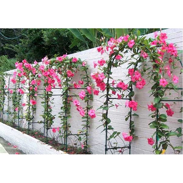 Cây Hồng Anh - Cây cảnh sân vườn