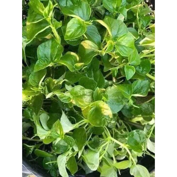 2 gam Hạt Giống Rau Càng Cua 💥 Bao Nảy Mầm☘️ chất lượng cao