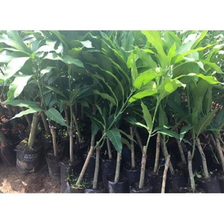 Cây Xoài Tím Thái Giống Chuẩn .