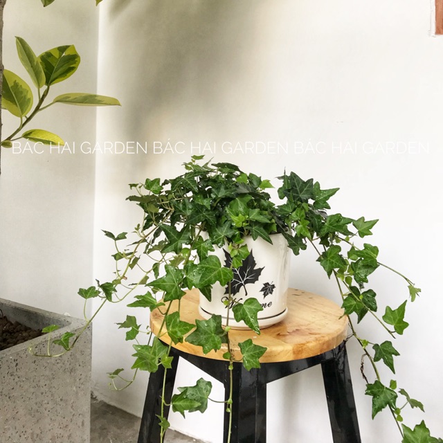 Chậu thường xuân để bàn trang trí nội ngoại nhà ở, văn phòng thất kèm chậu